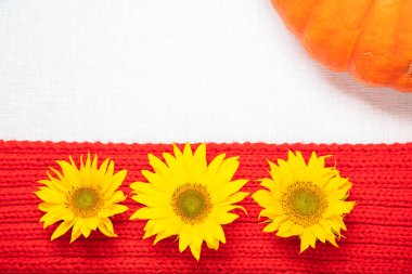 Beyaz arka plan, kırmızı eşarp, sarı çiçekler ayçiçekleri ve balkabağı, sonbahar arka plan, metin için bir yer var