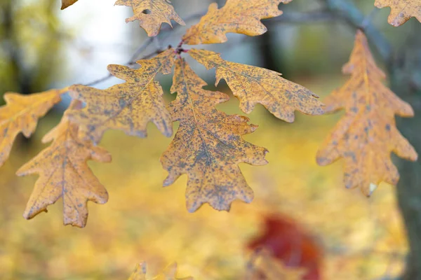 Ağaçtaki sarı meşe yaprakları, yakın plan, sonbahar arkaplanı — Stok fotoğraf