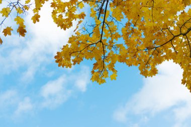 Sarı akçaağaç yaprakları, mavi gökyüzüne karşı, sonbahar arkaplanı, metin için bir yer var