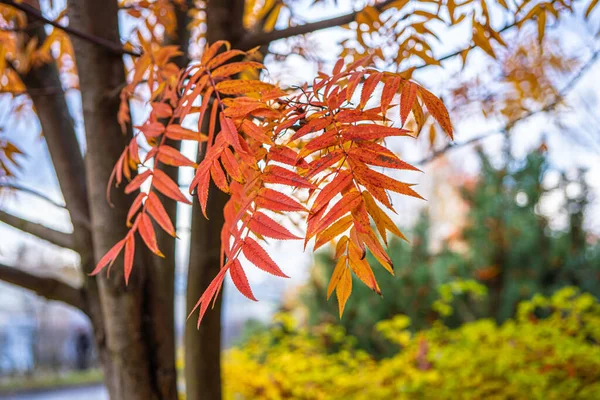 Kırmızı Rowan ağaçta yapraklar, sonbahar arkaplanı, — Stok fotoğraf