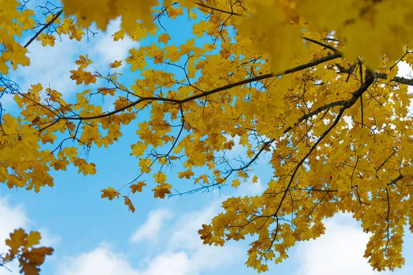 Sarı akçaağaç yaprakları, mavi gökyüzüne karşı, sonbahar arkaplanı, metin için bir yer var — Stok fotoğraf