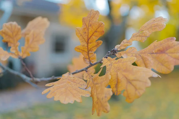 Ağaçtaki sarı meşe yaprakları, yakın plan, sonbahar arkaplanı — Stok fotoğraf