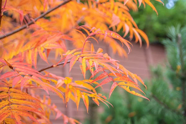 Kırmızı Rowan ağaçta yapraklar, sonbahar arkaplanı, — Stok fotoğraf