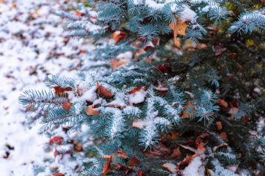 Karda mavi ladin dalları ve düşen yapraklar. Kavram, elveda sonbahar, merhaba kış, Noel
