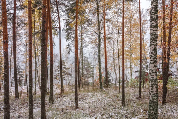 Autumn forest in the snow. Visible in yellow, red, and green leaves on trees. Scandinavian nature. Finland. — Stock Photo, Image