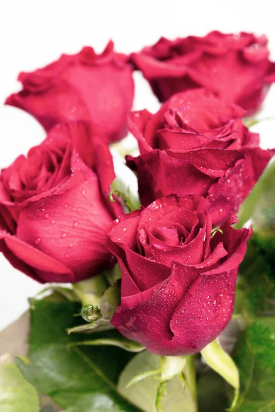 A bouquet of red roses, on a light background. Close-up of dew drops on the petals. In the concept of congratulations on a holiday, anniversary, birthday there is a place for text