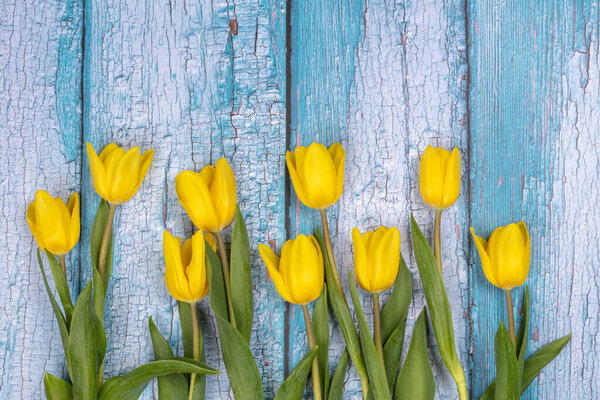 Весеннее расположение желтых цветов тюльпана на голубом фоне. Поздравляю с Пасхой. ER