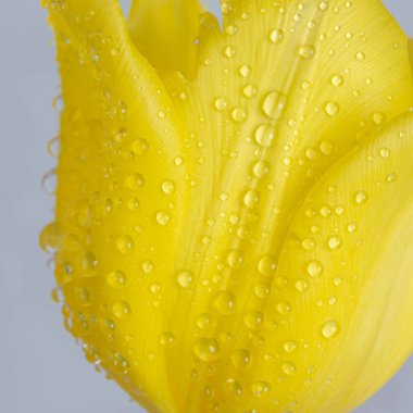 Sarı lale ve çiy damlaları, yakın plan, makro. Doğal arka plan Acil