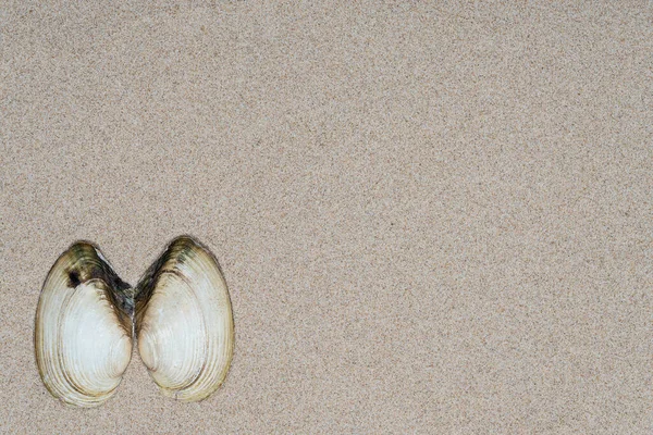 Seashells Areia Vista Cima Espaço Para Texto Conceito Férias Verão — Fotografia de Stock