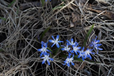 Bahar çiçekleri, mavi kar damlaları. Yakın plan. Doğa Kuzey İskandinavya Bahar Arkaplanı Nisan Alanı Metni