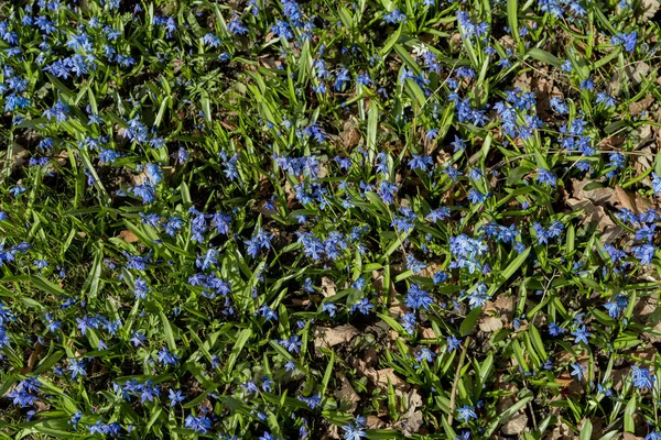 Flores Primavera Gotas Neve Azuis Vista Cima Belo Relvado Conceito — Fotografia de Stock