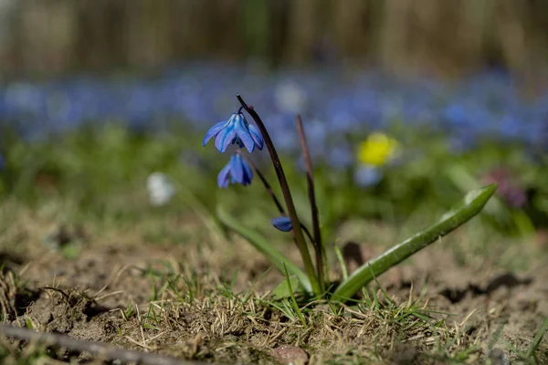 Bahar Çiçekleri Mavi Kar Damlaları Güzel Bir Çim Skandinav Doğası — Stok fotoğraf