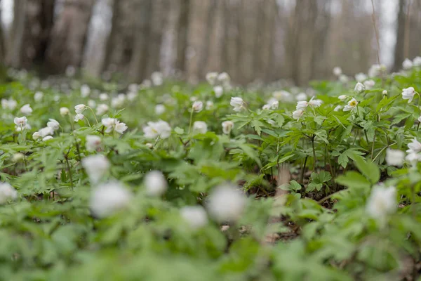 Gotas Neve Têm Pequenas Flores Brancas Close Fundo Natural Natural — Fotografia de Stock