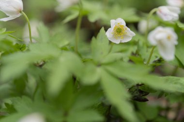 Kar damlalarının küçük beyaz çiçekleri vardır. Yakın plan doğal arka plan. Bahar geldi konsept
