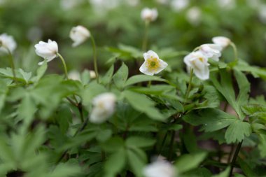 Kar damlalarının küçük beyaz çiçekleri vardır. Yakın plan doğal arka plan. Bahar geldi konsept