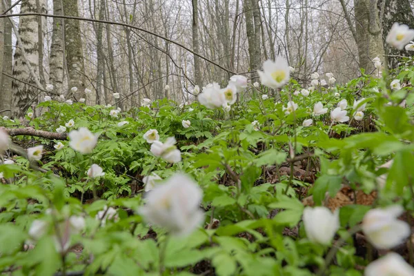 Schneeglöckchen Haben Kleine Weiße Blüten Natürlicher Natürlicher Hintergrund Der Frühling — Stockfoto