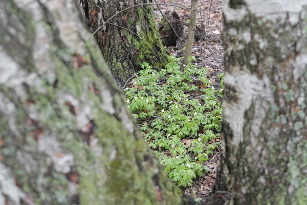 Krople Śniegu Mają Małe Białe Kwiaty Naturalne Tło Nadchodzi Wiosna — Zdjęcie stockowe