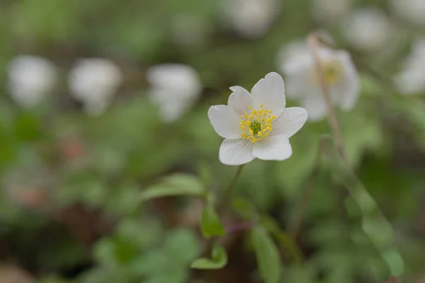 Schneeglöckchen Haben Kleine Weiße Blüten Nahaufnahme Natürlicher Natürlicher Hintergrund Der — Stockfoto