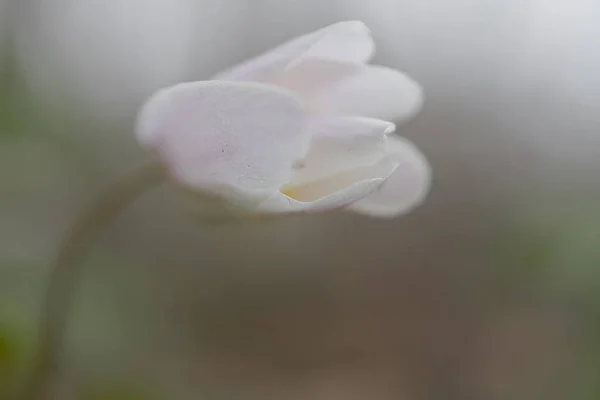 Подснежников Маленькие Белые Цветы Крупный План Естественный Фон Весна Пришла — стоковое фото