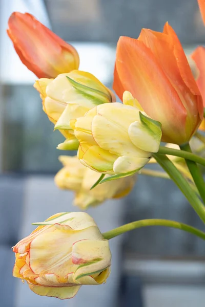 Zbliżenie Żółtych Pomarańczowych Tulipanów — Zdjęcie stockowe
