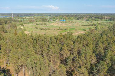Çam Ormanı, Yeşil, Finlandiya Körfezi kıyısındaki orman bölgesi