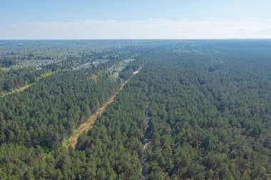 Çam Ormanı, Yeşil, Finlandiya Körfezi kıyısındaki orman bölgesi