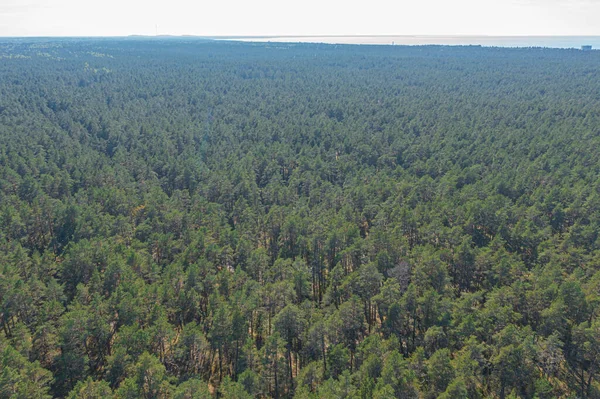 Bosque Pinos Verde Zona Forestal Costa Del Golfo Finlandia — Foto de Stock