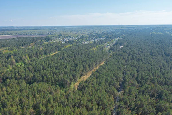 Bosque Pinos Verde Zona Forestal Costa Del Golfo Finlandia — Foto de Stock