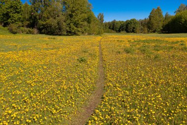 Karahindiba tarlasının üst manzarasında yol. Mesaj için yer var. İHA 'dan fotoğraf..