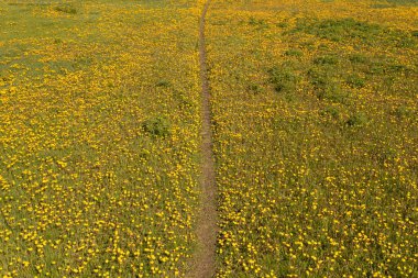 Karahindiba tarlasının üst manzarasında yol. Mesaj için yer var. İHA 'dan fotoğraf..