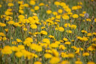 Sahada sarı karahindibalar, yakın plan... kavram, yaz, çiçek.