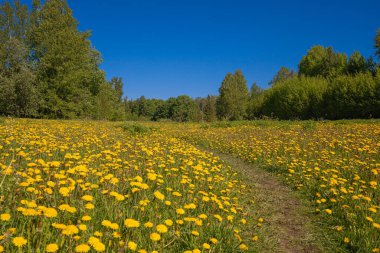 Karahindiba tarlasının üst manzarasında yol. Mesaj için yer var. İHA 'dan fotoğraf..