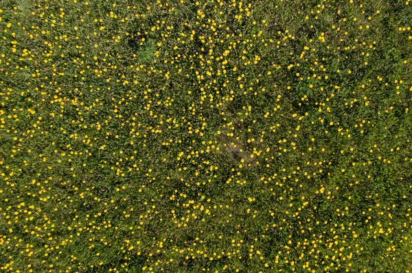 Dentes Leão Amarelos Campo Vista Cima Espaço Para Sms Foto — Fotografia de Stock