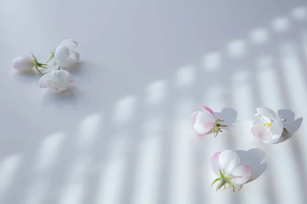 Äpple Träd Blommor Vit Bakgrund — Stockfoto