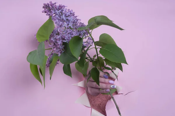 Hand Håller Syren Rosa Bakgrund Genom Ett Sönderrivet Löv — Stockfoto
