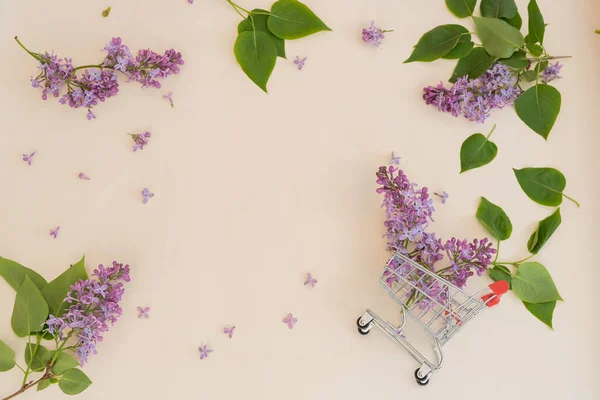 Бузкові Фіолетові Квіти Баскетболі — стокове фото