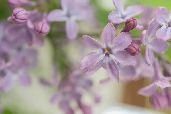 Lilac flower six petals, lucky number. Close-up . Natural background