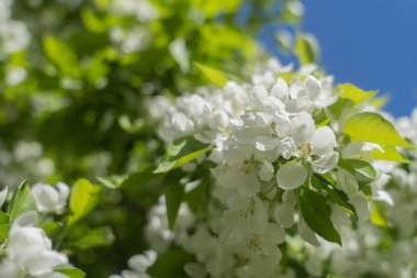 Mavi gökyüzünün arka planında çiçek açan bir elma ağacının dalları. Doğal arka plan, metin için bir yer var..
