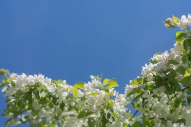 Mavi gökyüzünün arka planında çiçek açan bir elma ağacının dalları. Doğal arka plan, metin için bir yer var..