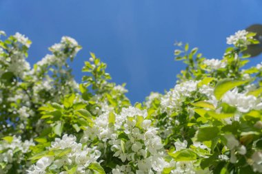 Mavi gökyüzünün arka planında çiçek açan bir elma ağacının dalları. Doğal arka plan, metin için bir yer var..