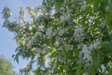 Mavi gökyüzünün arka planında çiçek açan bir elma ağacının dalları. Doğal arka plan, metin için bir yer var..