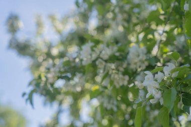 Mavi gökyüzünün arka planında çiçek açan bir elma ağacının dalları. Doğal arka plan, metin için bir yer var..