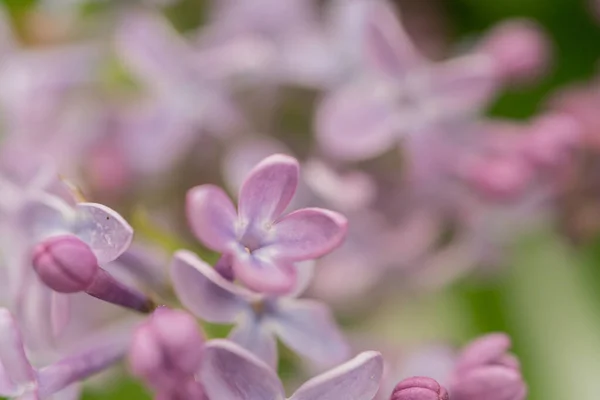 Lilac Květiny Zavírají Přírodní Pozadí Tam Místo Pro Text — Stock fotografie