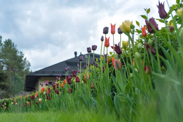 Una Cama Flores Con Tulipanes Sobre Fondo Del Cielo Techo — Foto de Stock