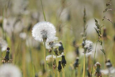 Yeşil otların arka planında beyaz renkli tüylü karahindiba.