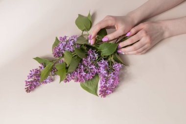 Açık arkaplanda çiçek açan leylak dalıyla güzel eller. Cilt bakımı konsepti, tırnak, poster, düz yatak