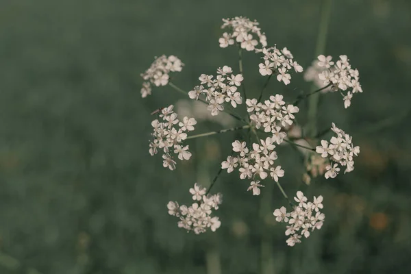 Flores Silvestres Cor Branca Fundo Grama Verde — Fotografia de Stock
