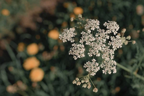 Fleurs Sauvages Couleur Blanche Sur Fond Herbe Verte — Photo