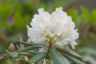 Alp gülü yakın plan. Beyaz rhododendron çiçek açtı. Güzel doğal arkaplan.