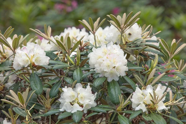 Alpina Rosa Primer Plano Rododendro Blanco Floreció Hermoso Fondo Natural — Foto de Stock